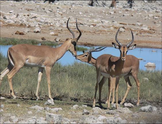 Africa Nature Animals (16)